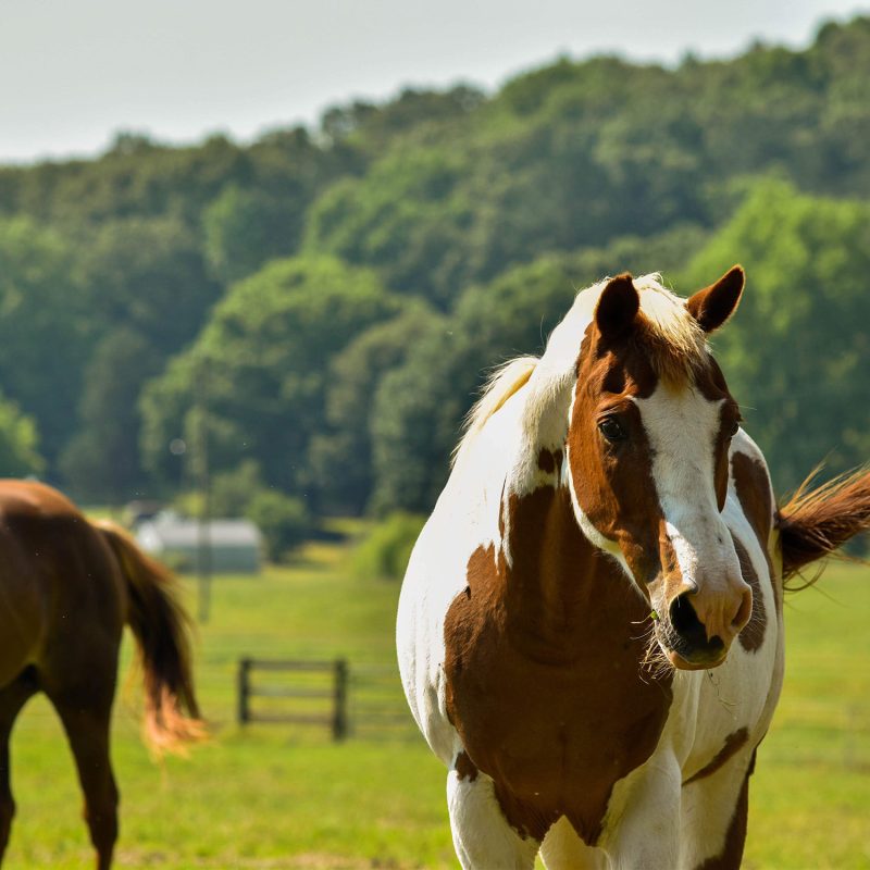 equine-assisted-learning-resources