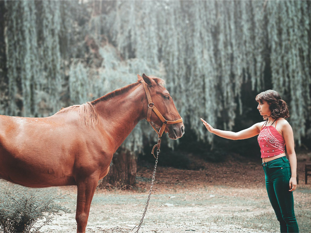 meditation and breathwork with horses