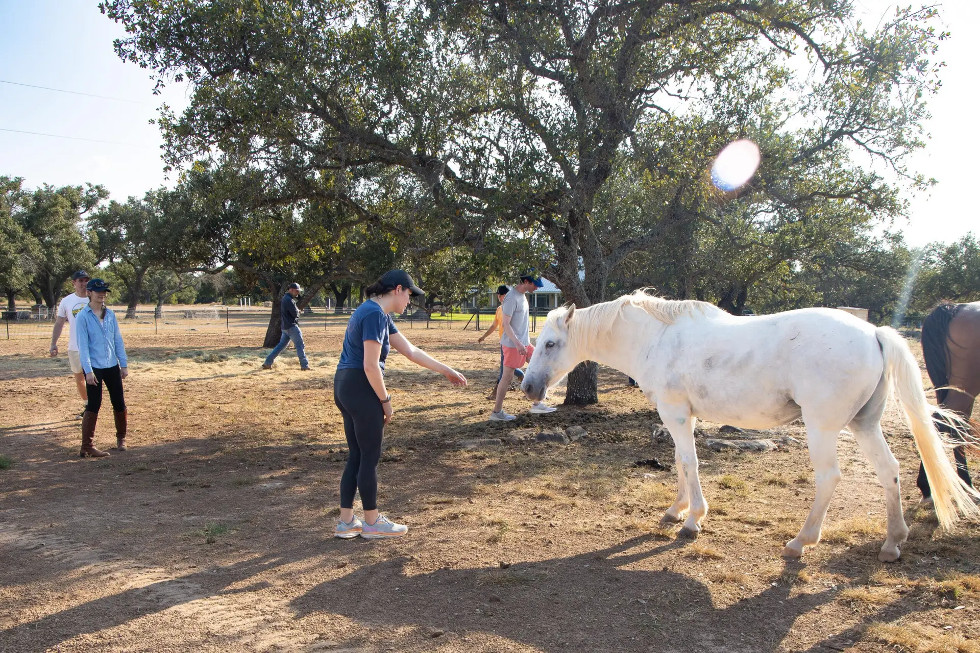 Horses and interpersonal skills development