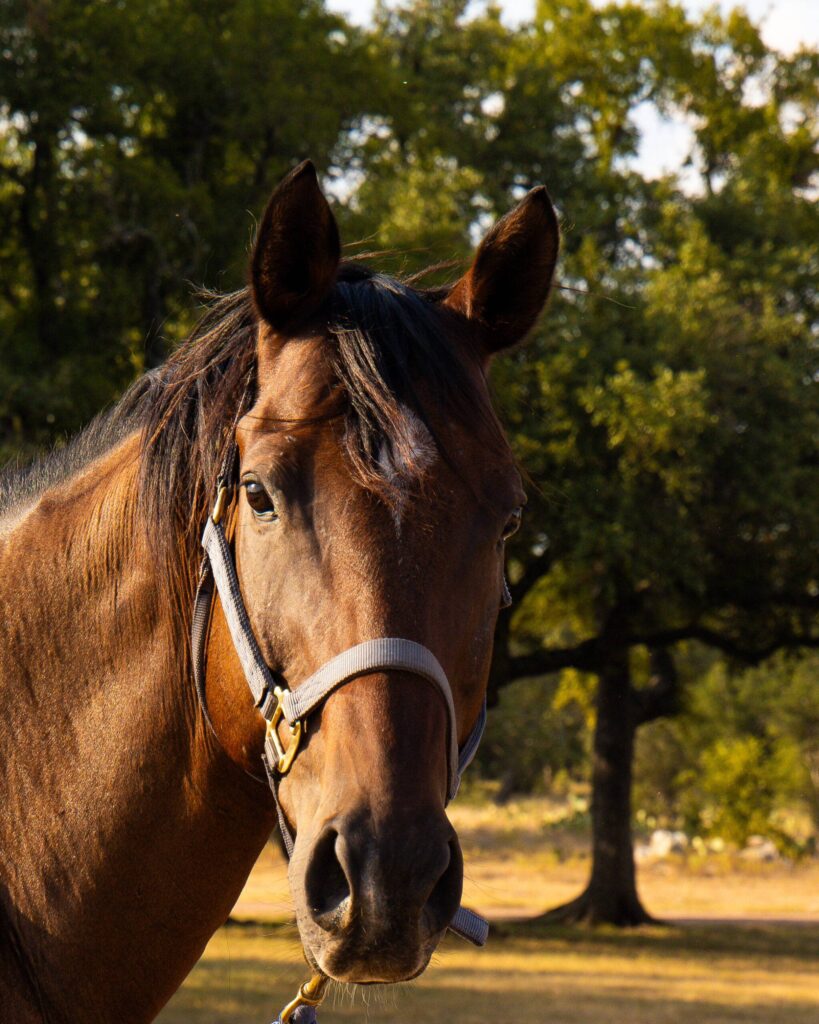 Horses as leadership coaches