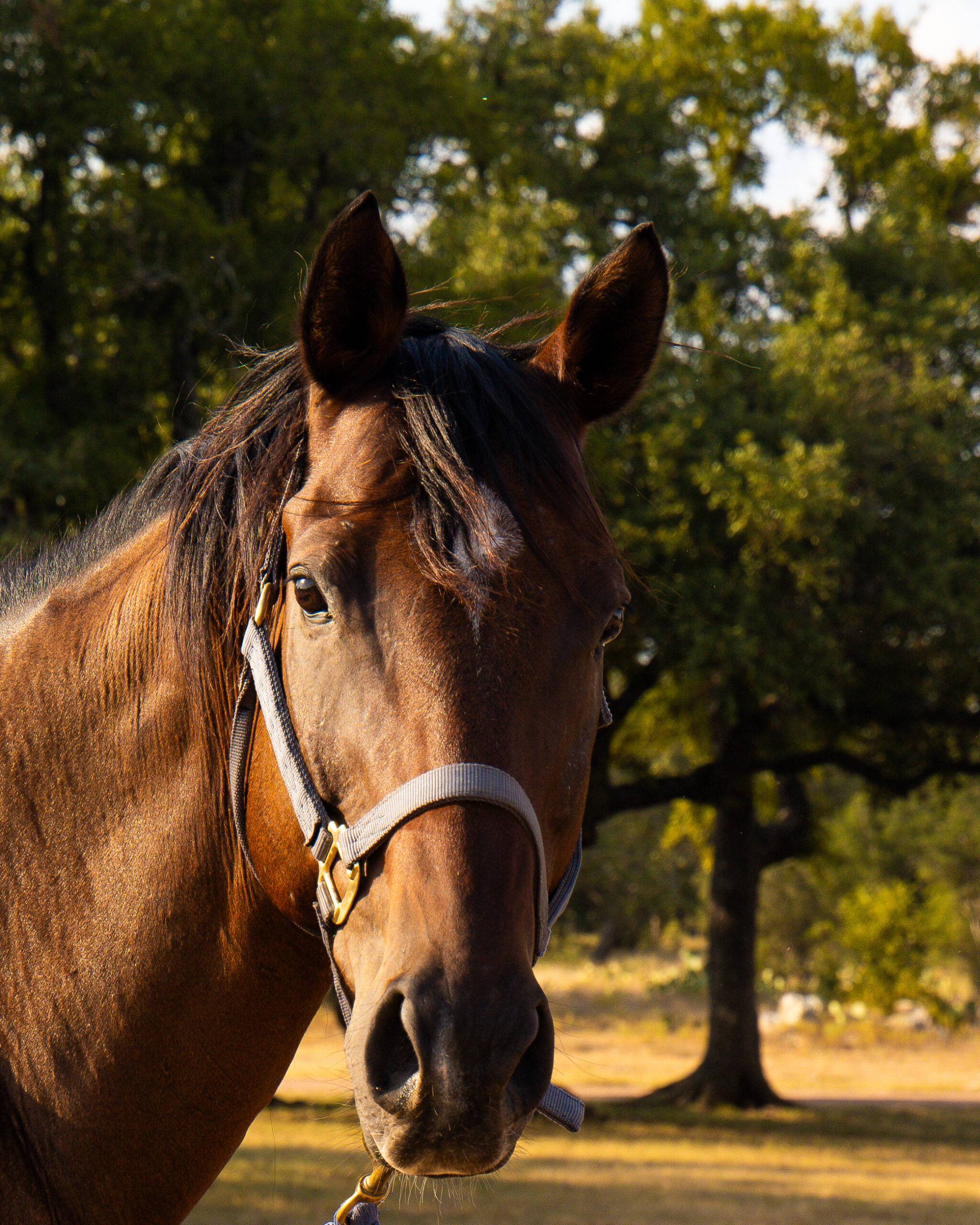 Horses as leadership coaches